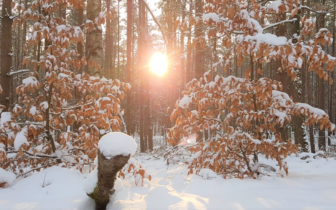 Skarby Zimy 2017: Heidi, Sekrety Drzew, Pietrucha i Kącik Hani